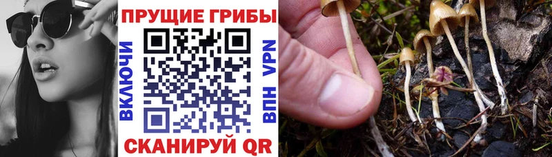наркотики  Чудово  Галлюциногенные грибы мухоморы 